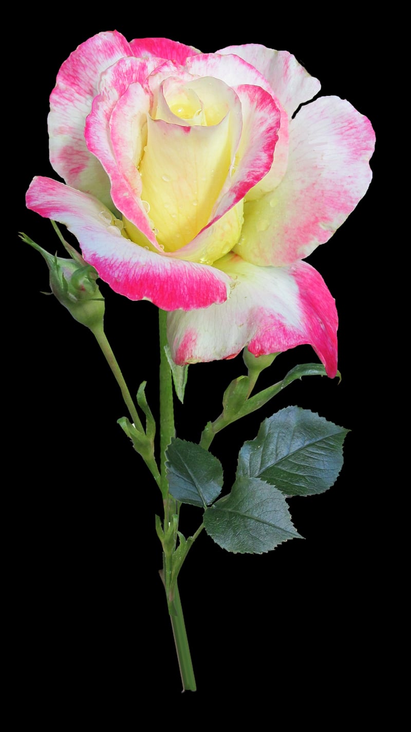 Floral Delights